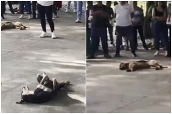 La acción del alcalde, argumentada