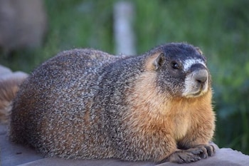 Una marmota de cabeza oscura y hocico blanco, con pelaje gris y ocre, descansa. Al fondo se observa vegetación verde desenfocada