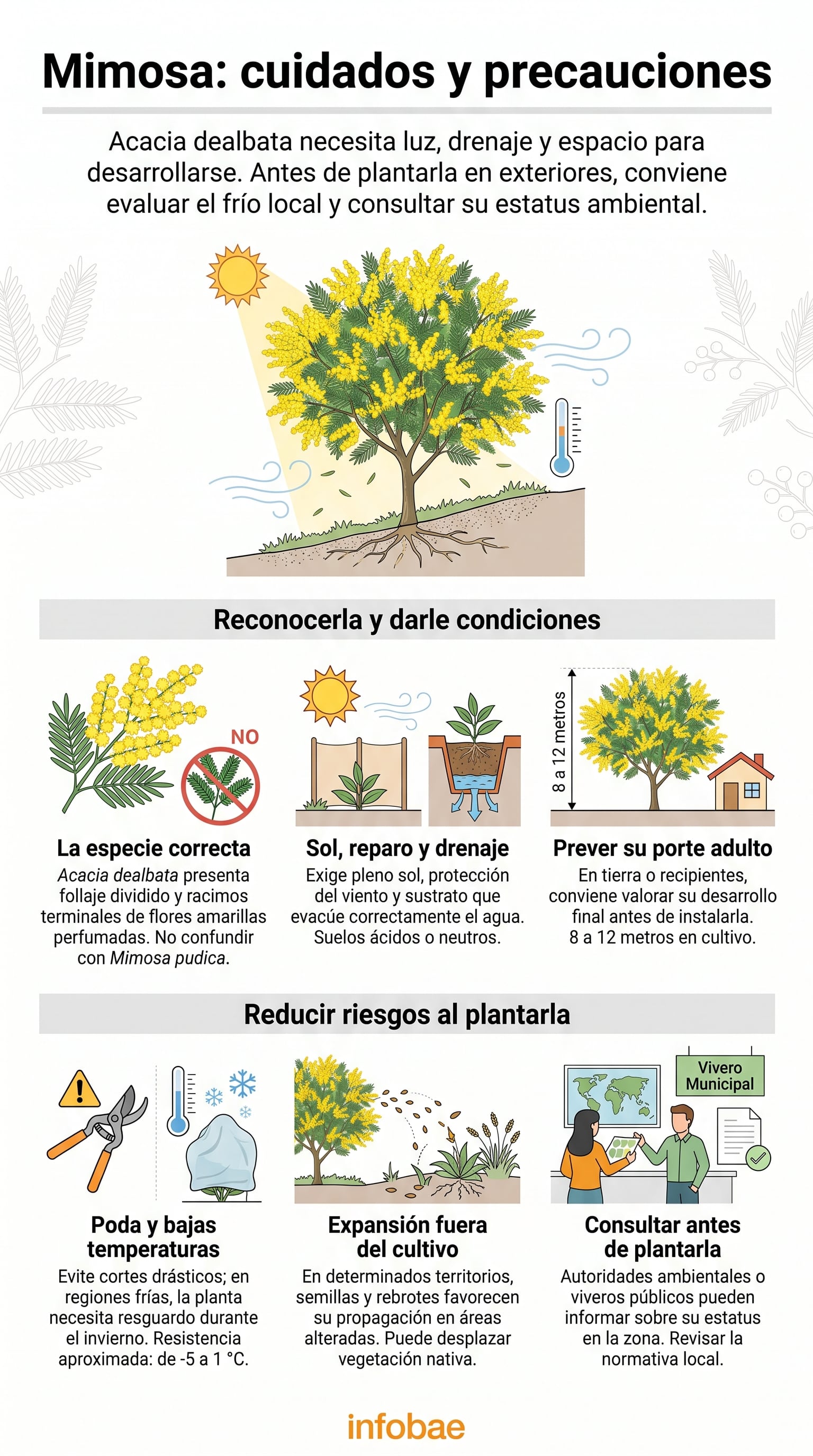 El árbol procede del sudeste de Australia y conserva el follaje durante todo el año. (Imagen Ilustrativa Infobae)