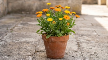 Maceta de terracota con una planta de caléndulas de flores naranjas y amarillas, ubicada sobre un suelo de piedra con una pared de fondo.