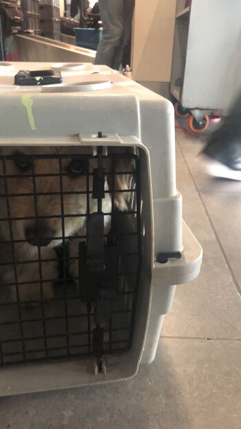 Hunter, mascota de apoyo de