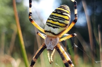 Araña de abdomen con franjas amarillas, blancas y negras con patas anilladas sobre hilos de telaraña con trasfondo desenfocado