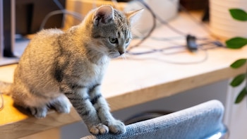 Físicamente, los gatos ferales son