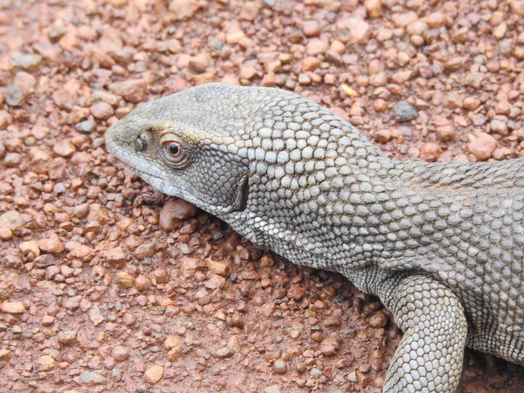 Varano de sabana. (Steven Schulting/iNaturalist CC BY-NC 4.0)