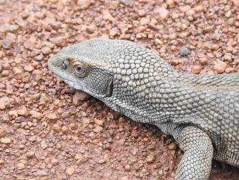 Varano de sabana. (Steven Schulting/iNaturalist CC BY-NC 4.0)