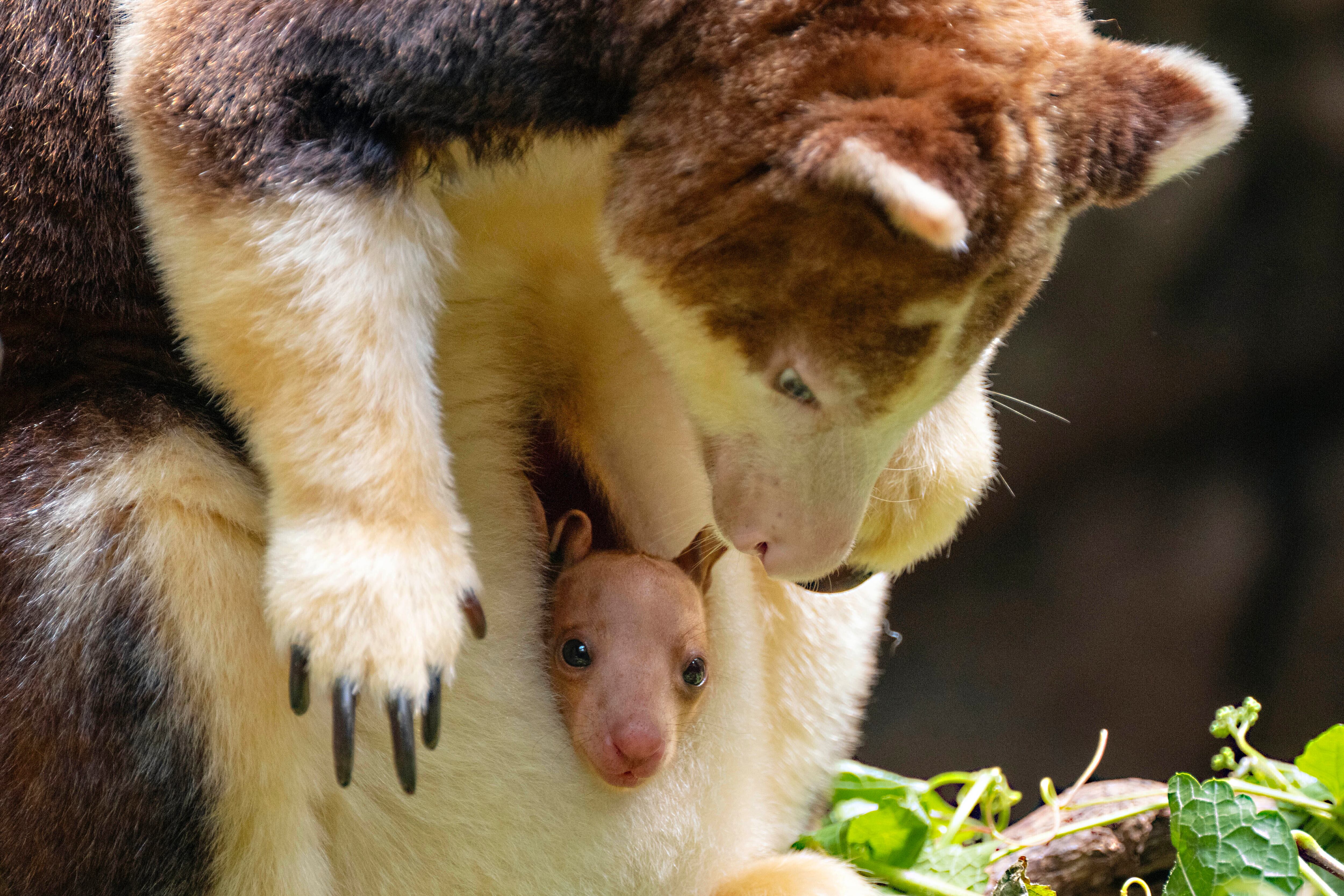 Al menos 13 especies de canguros arborícolas se encuentran en peligro de extinción por factores como la caza y la pérdida de hábitat. (Wildlife Conservation Society/Terria Clay vía AP)