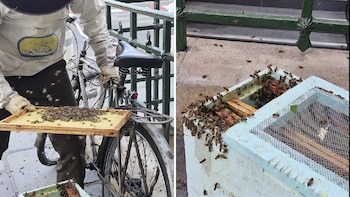 El enjambre de abejas retirado de la bicicleta