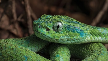 La búsqueda del thalassinus, la serpiente verde que lucha contra la desaparición de su hábitat