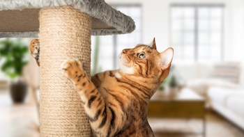 Gato de pelaje atigrado rojizo y negro sobre una estructura de rascador de cuerda y plataforma de felpa gris con un fondo interior desenfocado