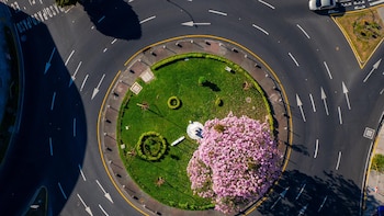 El Maquilishuat tiñe de rosa