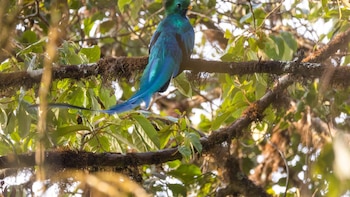 Gobierno de Guatemala lanza campaña “Déjame vivir, no me mates” para frenar la cacería y el tráfico ilegal de fauna silvestre