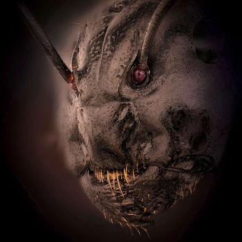 Una foto en primer plano