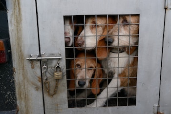 Perros de caza. (Rosa Veiga/Europa