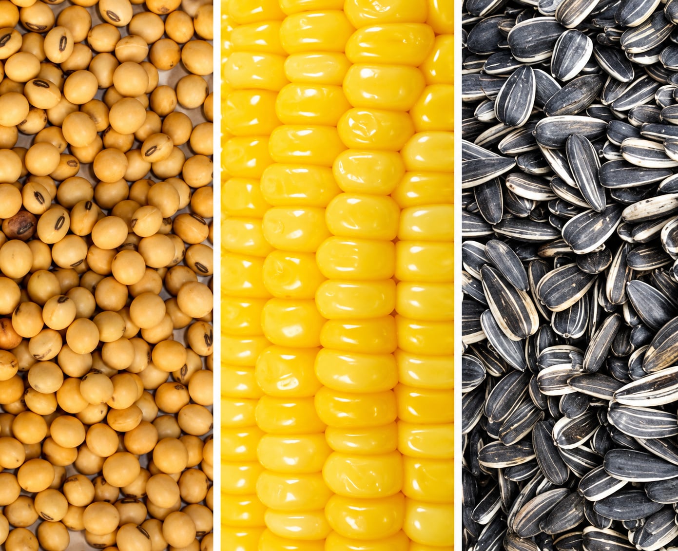 Las primeras proyecciones de siembra de la campaña gruesa 2026/27, elaboradas por la Bolsa de Cereales y Productos de Bahía Blanca muestran un escenario de mayor superficie para maíz y girasol, mientras que la soja mantendría prácticamente el área de la campaña anterior (Revista Chacra)