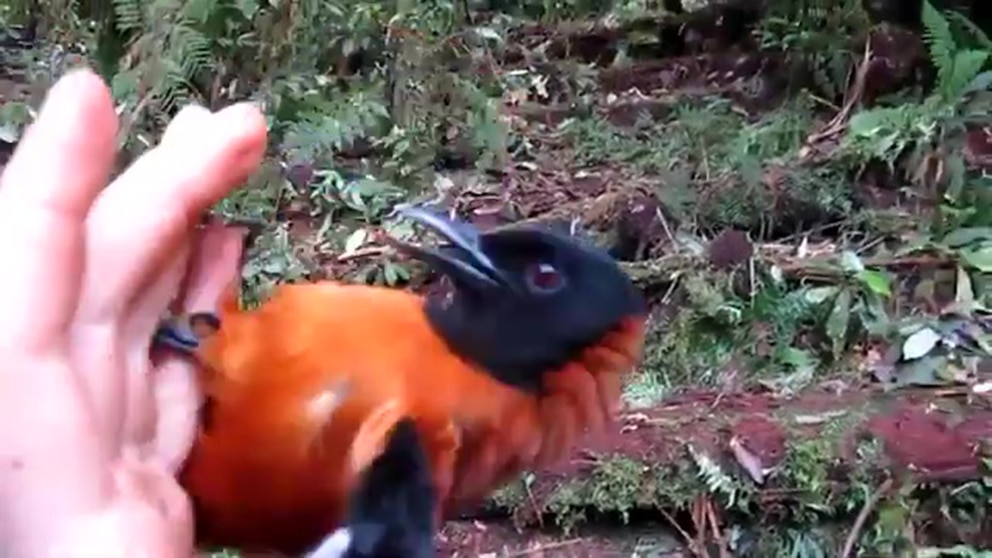 El pitohui encapuchado: el ave más venenosa del mundo con un veneno letal en su plumaje