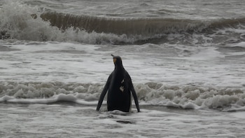 El pingüino rey rehabilitado volvió