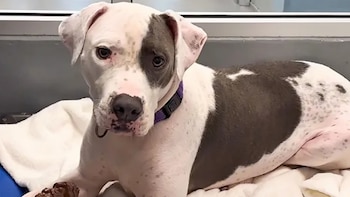 Un perro con trastorno convulsivo