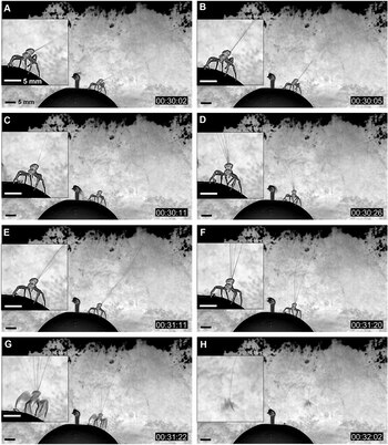 Un estudio observacional del vuelo