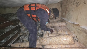 Fuerzas Armadas de Honduras hallan 1.000 libras de caracol en veda y rechazan soborno de L80 mil