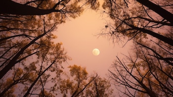 La luna muestra una parte distinta de su cara cada semana (Imagen Ilustrativa Infobae)