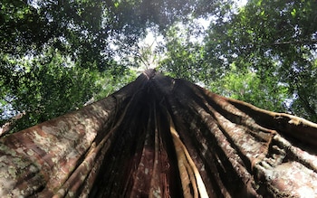 Imagen de la copa de