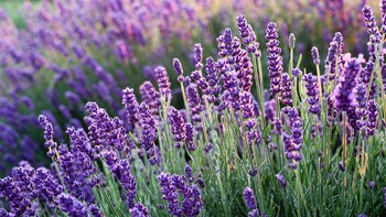 Estas plantas no solo son