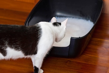 La Sociedad Humanitaria de Estados