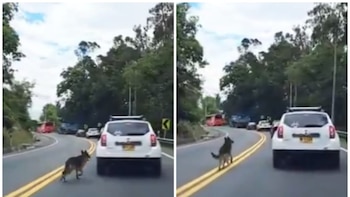 Video de un perro persiguiendo