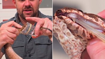 Un ejemplar de death adder