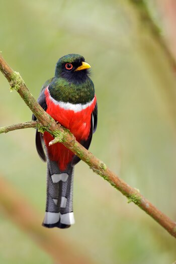 Trogón Ecuatoriano (Crédito: Getty)