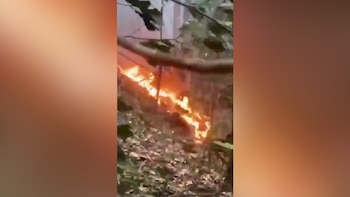 Incendio de hojas secas y maleza en el suelo, con llamas naranjas y rojas, rodeado de vegetación verde y ramas oscuras