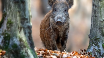 Ya solo queda un centenar de jabalíes en la zona afectada por la peste porcina africana: Cataluña sigue combatiendo el virus 11 meses después