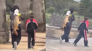 Polémica en Sídney: una mujer sacó un pez invasor de un parque público y las autoridades explicaron por qué está prohibido