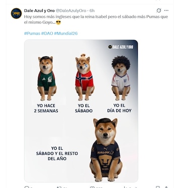 Cuatro perros Shiba Inu sentados. El primero con camiseta de México, el segundo de Noruega, el tercero de Inglaterra, el cuarto de Pumas UNAM