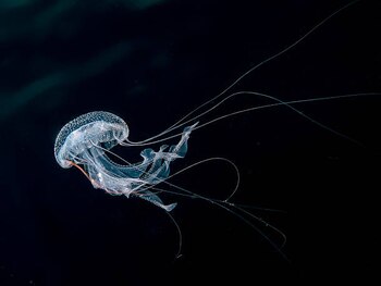 La mayoría de las picaduras