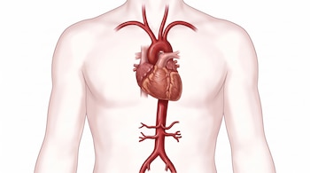 Ilustración del torso humano con el corazón y la arteria aorta con sus ramificaciones principales sobre un fondo blanco.