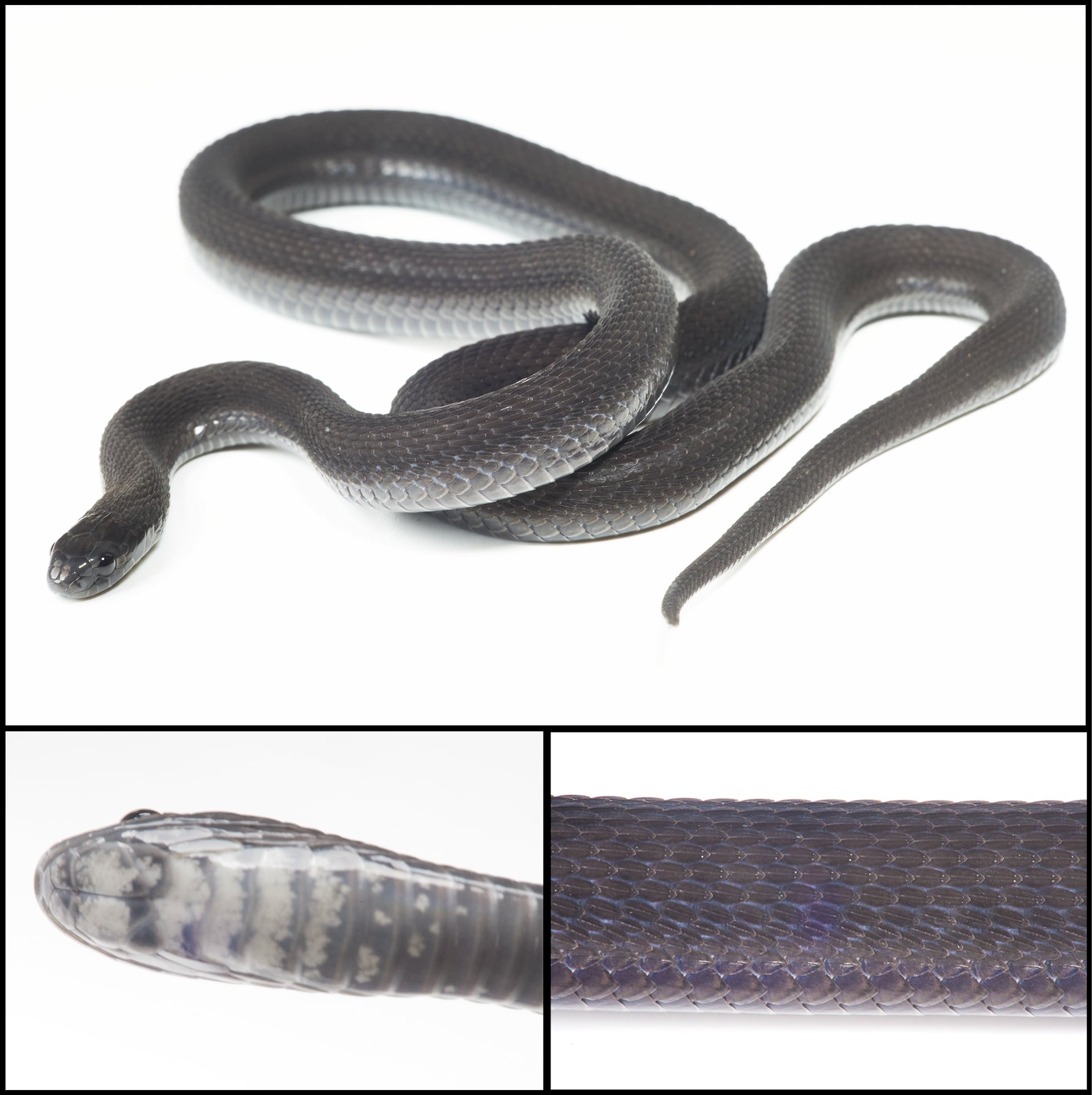 La investigación sobre Dasypeltis albigularis comenzó con una hembra joven hallada en Harenna y se extendió durante 7 años hasta reunir pruebas suficientes (Gentileza, estudio Una nueva especie de serpiente come huevos 'negra' del género Dasypeltis Wagler (Squamata , Colubridae , Colubrinae , Boigini), publicado en Herpetozoa)