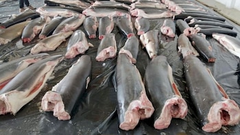 Las autoridades panameñas han informado