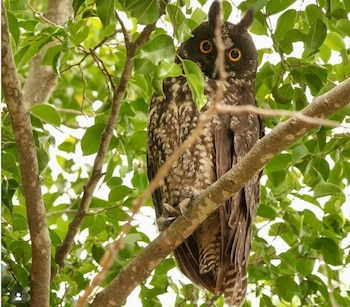 Un hallazgo inédito en Bogotá y su impacto en la conservación urbana: el apareamiento del búho negruzco - crédito @coppolahideaways/IG