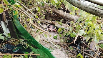 Tragedia en Honduras: Árbol cae