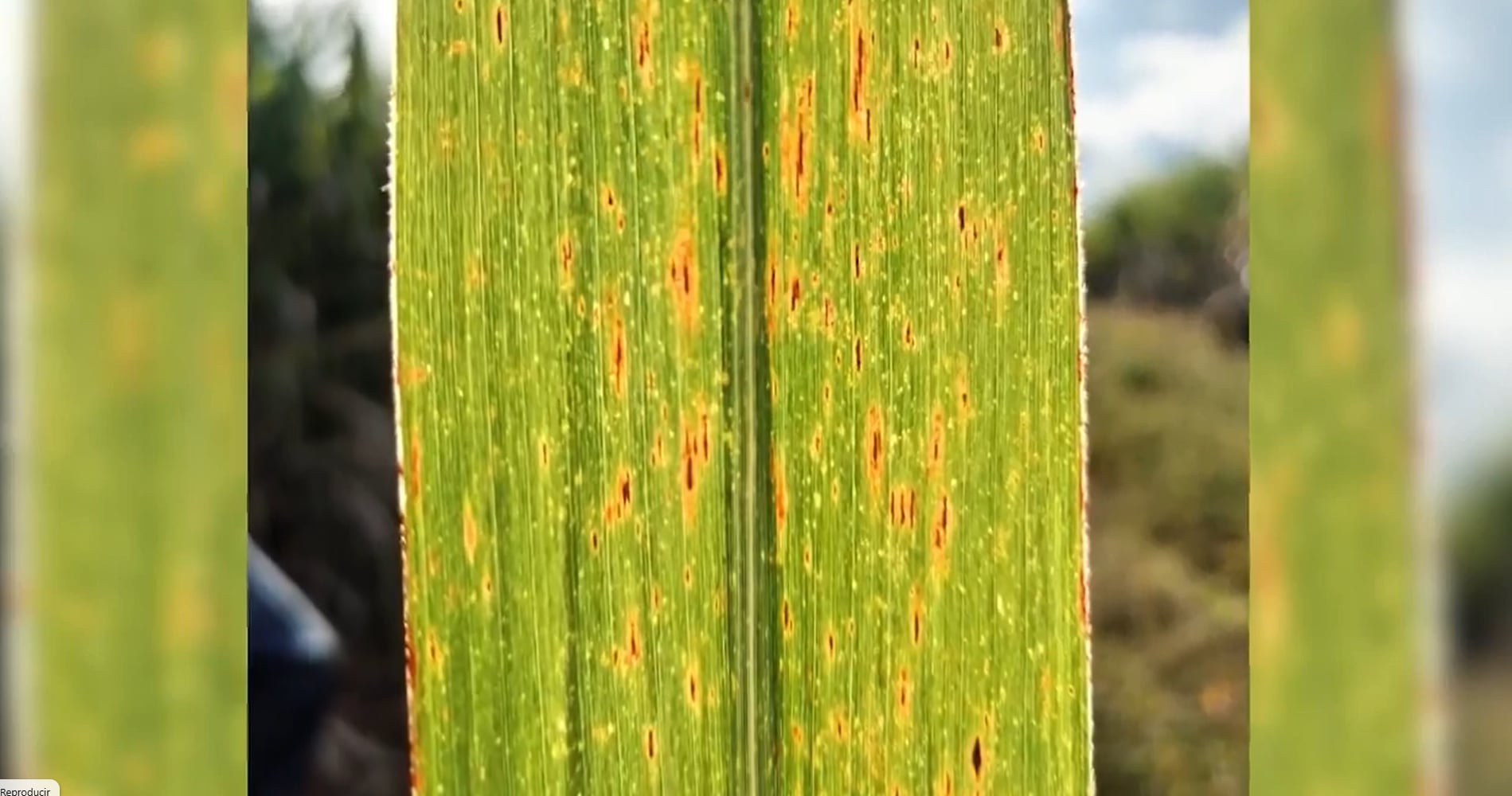 El encuentro giró en torno al compromiso de los actores de la cadena productiva para exportar el excedente de azúcar