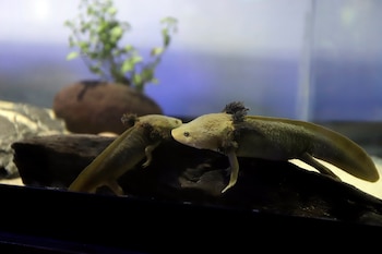 Fotografía de archivo de un