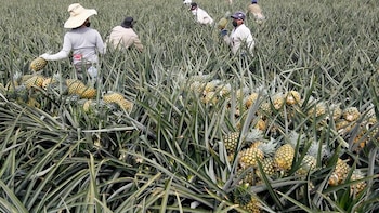 Gustavo Petro le “jaló las