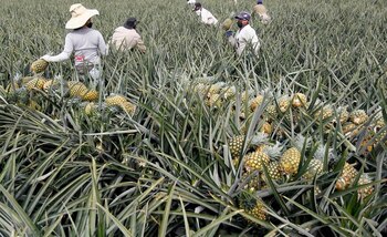 El agro sería fundamental para