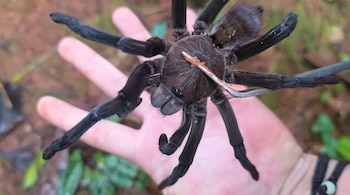 Algunas especies también emplean la