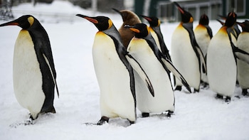 El iceberg que puso en