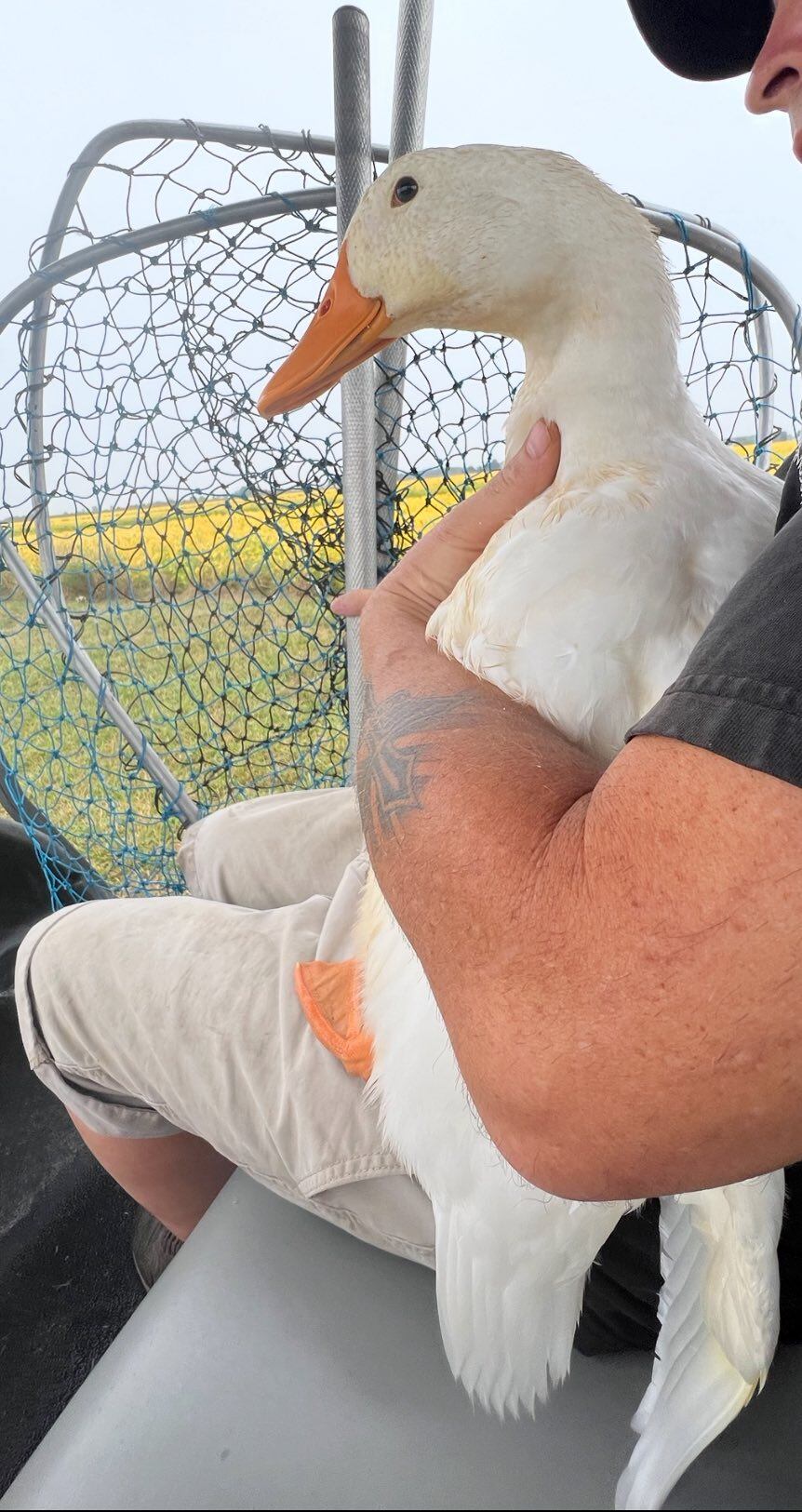 Los patos rescatados, tiernos y agradecidos, inspiran mensajes de apoyo y admiración por el trabajo de quienes los cuidan desde sus primeros días. (Facebook: Michigan Duck Rescue and Sanctuary)