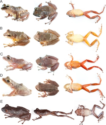 Cinco filas de ranas de color marrón, gris y rojizo. Cada fila muestra tres ranas en vista lateral, dorsal y ventral. Fondo blanco