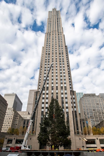 El icónico árbol de la