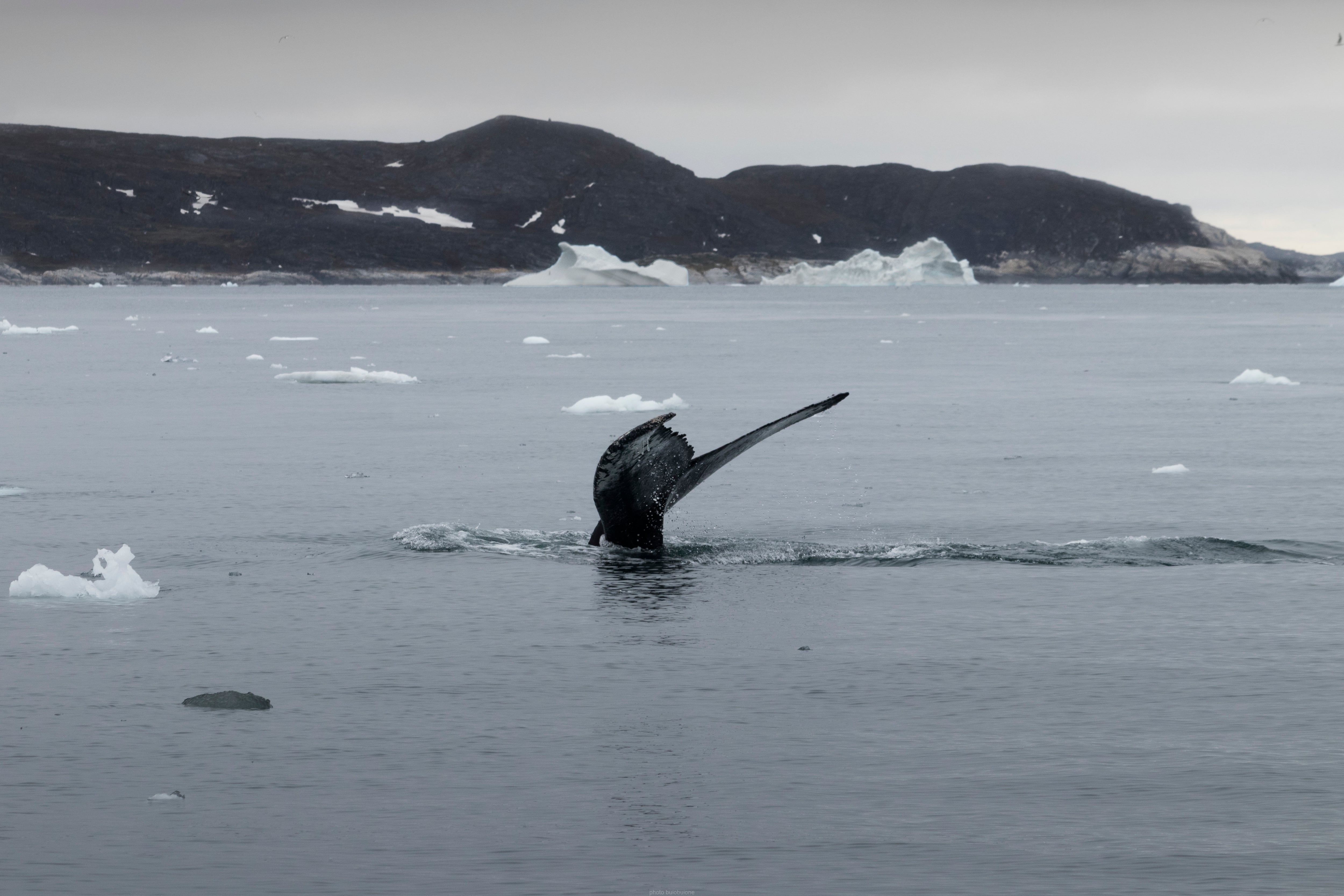 Ballena jorobada en la bahía de Disko en Groenlandia (Wikimedia Commons)